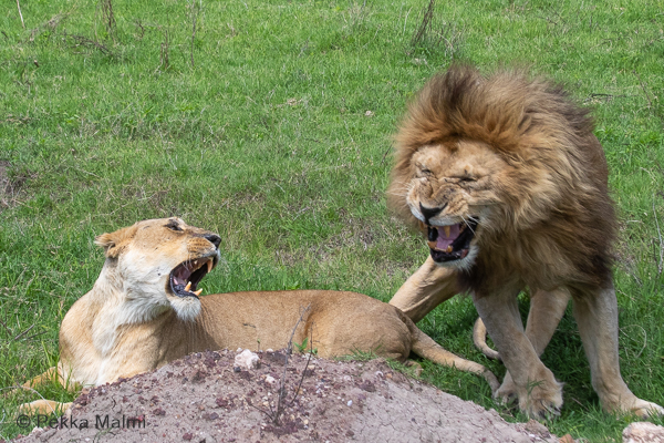 Leijona (Panthera leo)