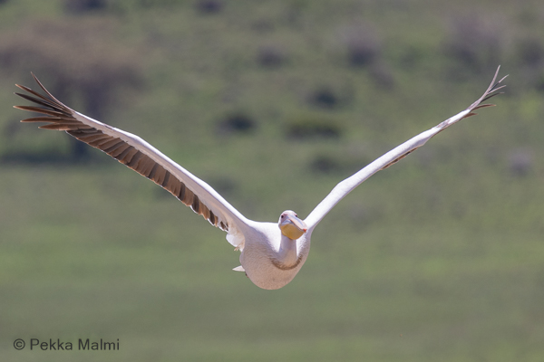 Pelikaani (Pelecanus onocrotalus)