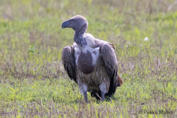 Savannikorppikotka (Gyps africanus)