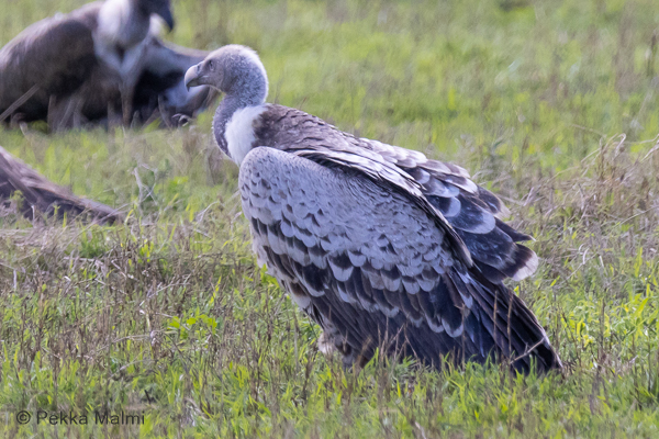 Savannikorppikotka (Gyps africanus)