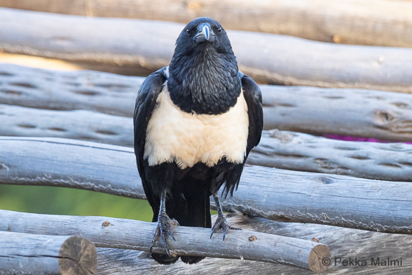 Afrikanvaris (Corvus albus)