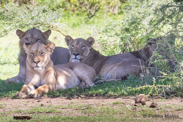 Leijona (Panthera leo)
