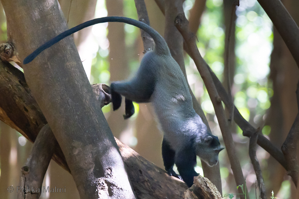 Sinimarakatti (Cercopithecus mitis)
