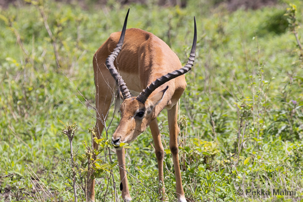 Impala-antilooppi (Aepyceros melampus)