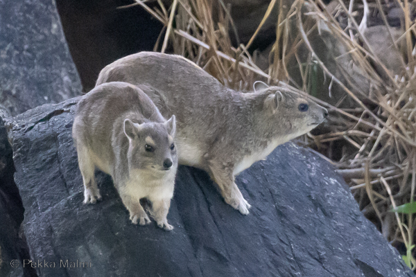 Kalliotamaani Procavia capensis)