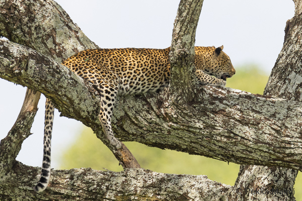 Leopardi ((Panthera pardus)