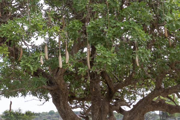 Makkarapuu
