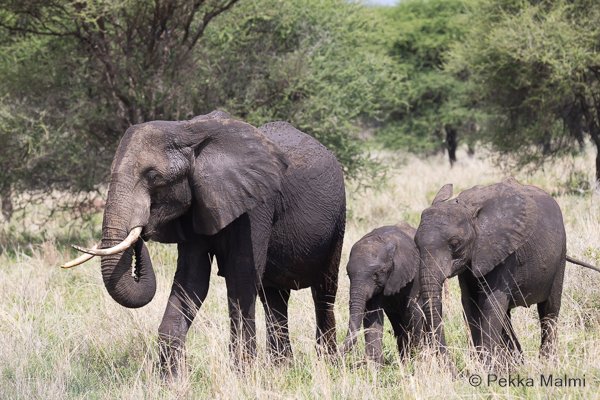 Savanninorsu (Loxodonta africana)