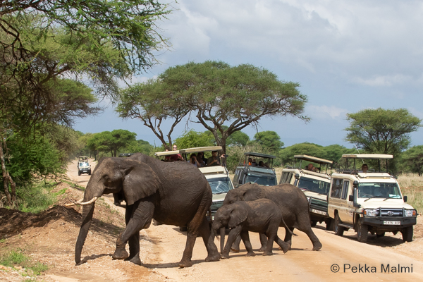 Savanninorsu (Loxodonta africana)