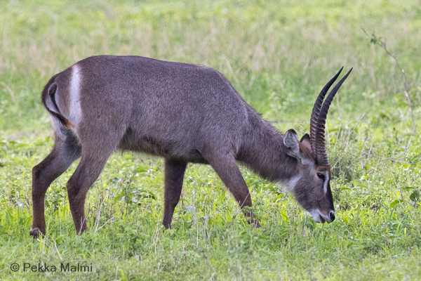 Vesiantilooppi (Kobus ellipsiprymnus)