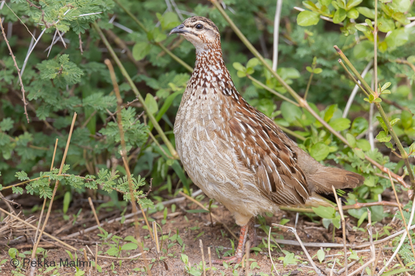 Viirusiipifrankoliini (Ortygornis sephaena) 