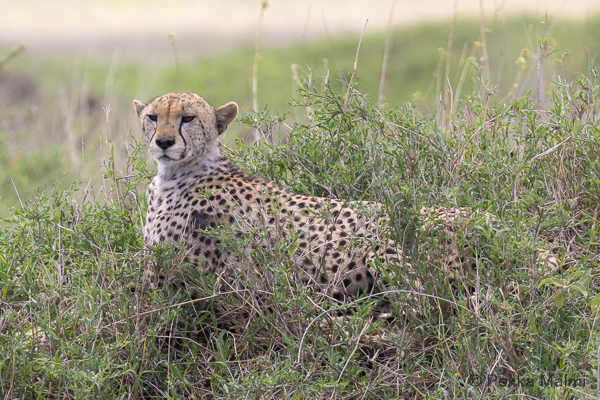 Gepardi (Acinonyx jubatus)
