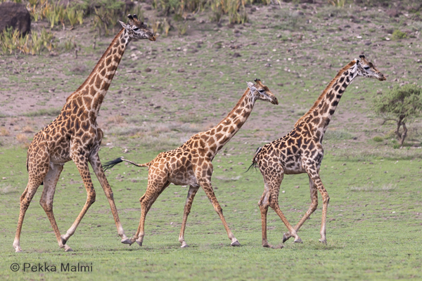 Kirahvi (Giraffa camelopardalis)