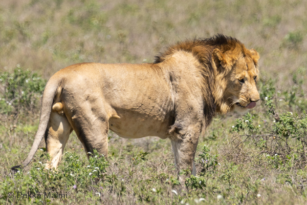 Leijona (Panthera leo)