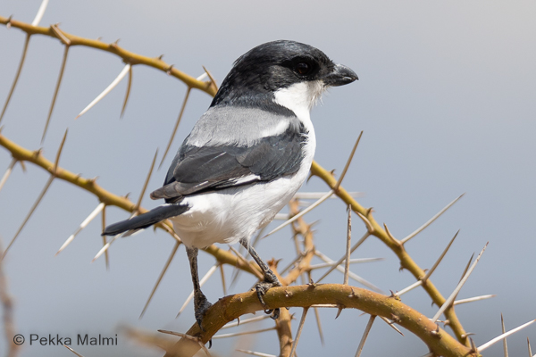 Okalepinkinen (Lanius dorsalis)