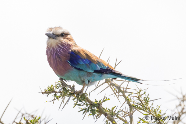 Savannisininrhi (Coracias caudatus)