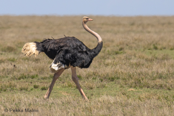 Strutsi (Struthio camelus)