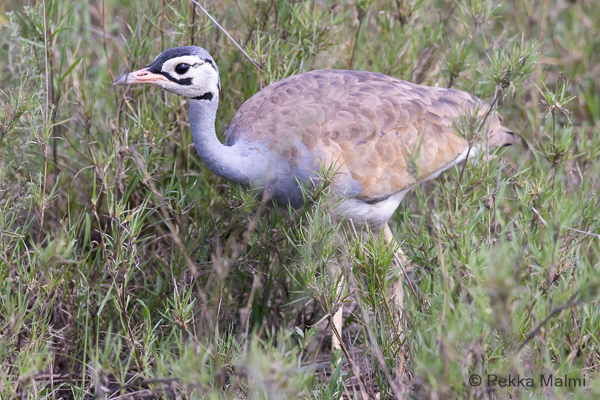 Valkovatsatrappi (Eupodotis senegalensis)