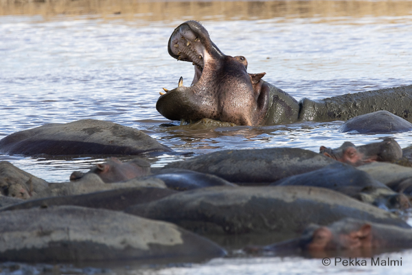 Virtahepo Hippopotamus amphibius)