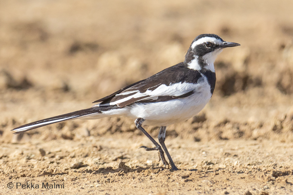 Afrikanvästäräkki (Motacilla aguimp)