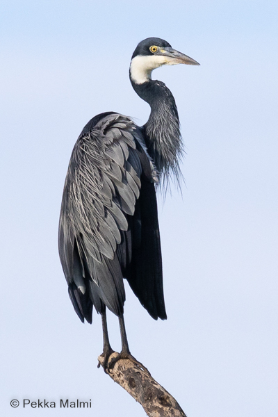 Kobolttihaikara (Ardea melanocephala)