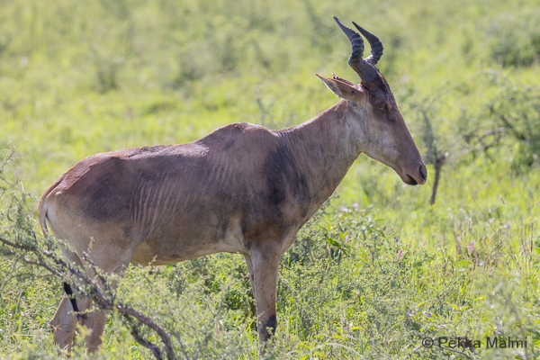 Lehmantilooppi (Alcelaphus buselaphus)