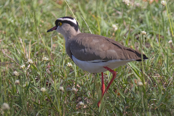 Kruunuhyypp (Vanellus coronatus)