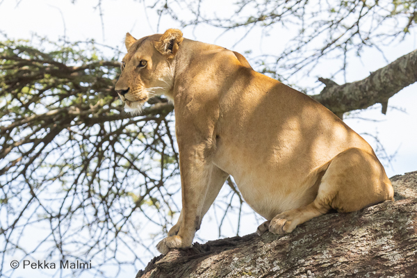 Leijona (Panthera leo)