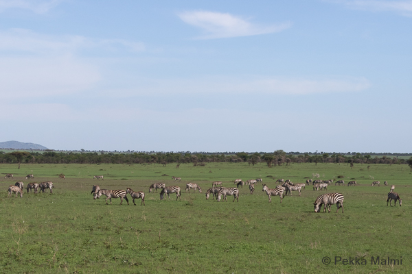 Serengeti 