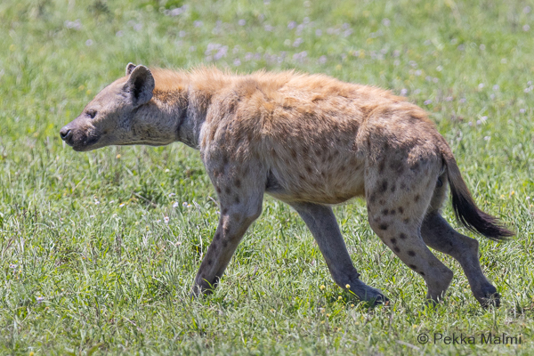 Farasuto