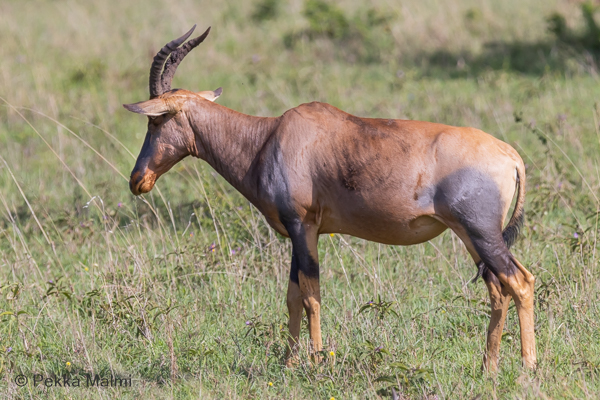 Topiantilooppi (Damaliscus korrigum)