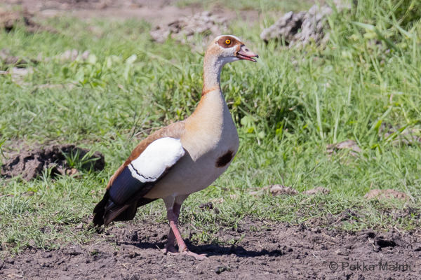 Afrikanhanhi (Alopochen aegyptiaca)