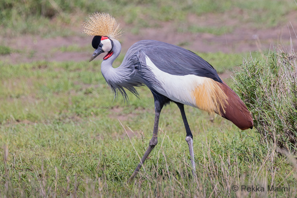 Kruunukurki (Balearica regulorum)
