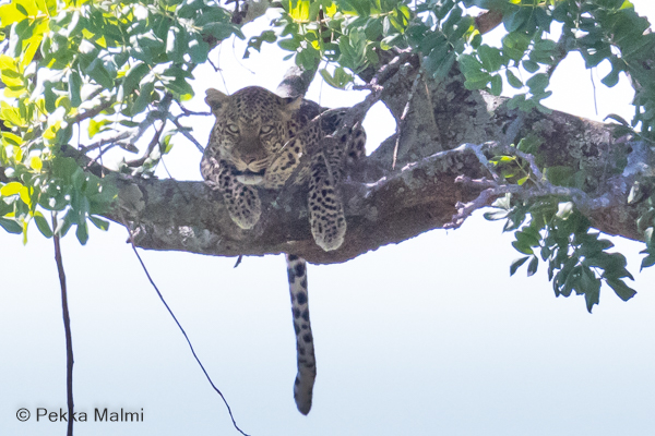 Leopardi ((Panthera pardus)