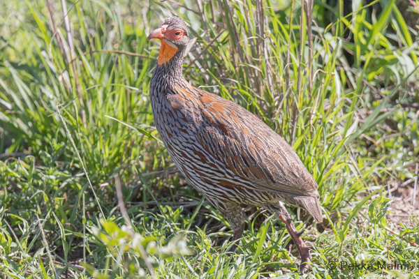 Punakurkkufrankoliini (Pternistis afer)