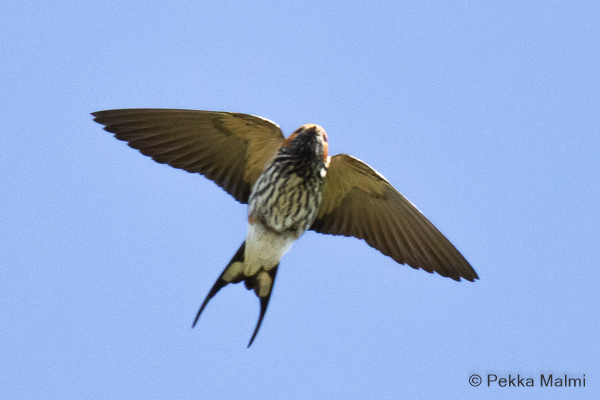 Viirupsky (Cecropis abyssinica)
