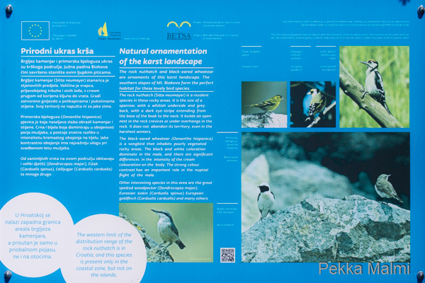 Vuoriston tyyppilntuja