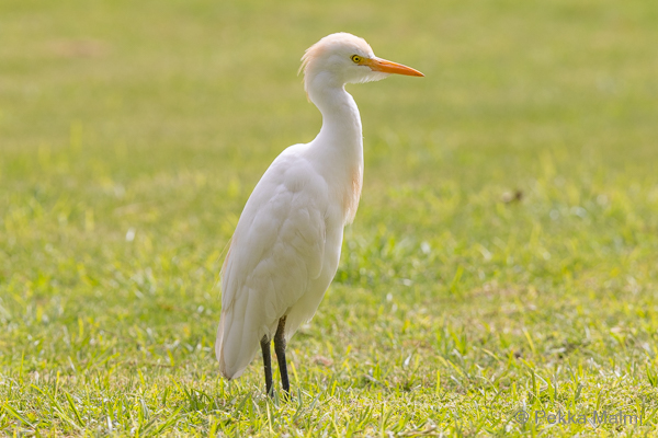 Hotellin puutarhan lehm�haikara 