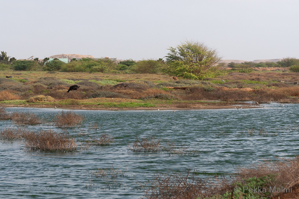 Santa Marian pohjoispuolen lietealtaat 