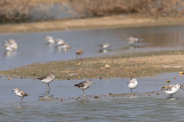 Kahlaajia lietealtailla