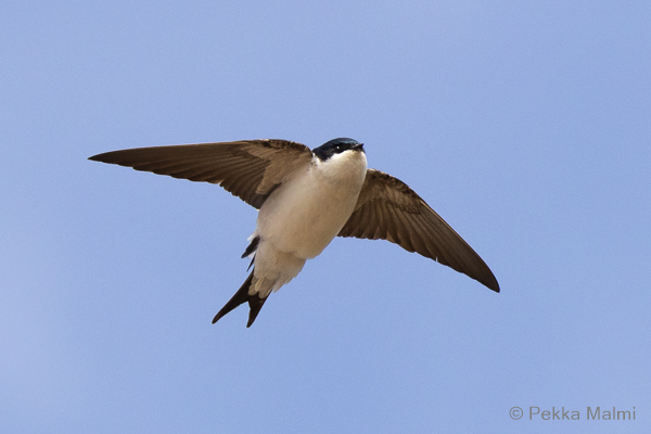 R�yst�sp��sky