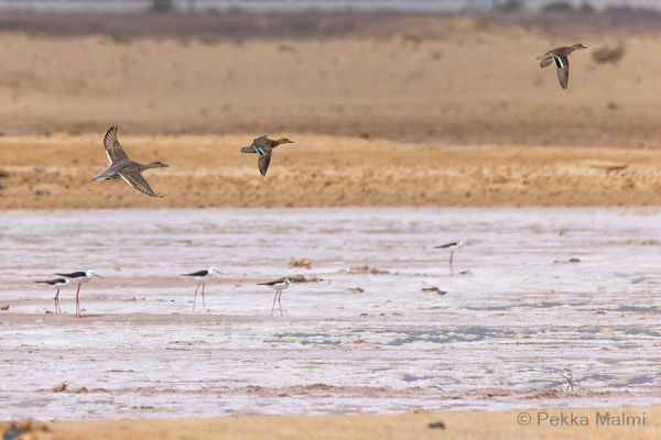 Suola-altaat Santa Marian pohjoispuolella 