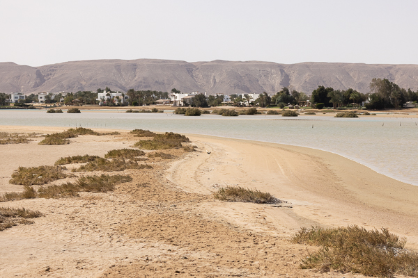 El Gouna Mangrove reserve 
