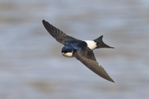 R�yst�sp��sky 