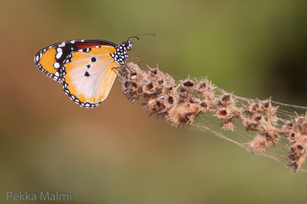 African Tiger