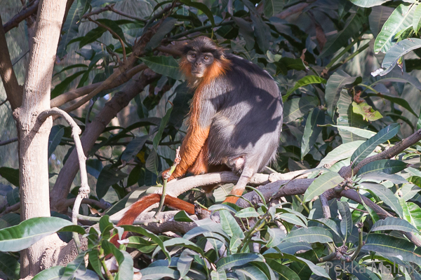 Guineanruostegueretsa