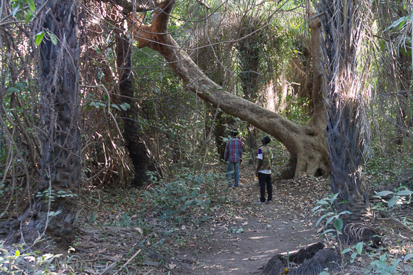 Farasuto Forest