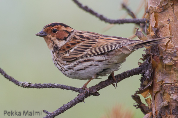Pikkusirkku Ivalossa