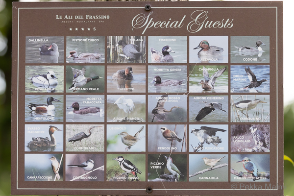 J�rven lintulajeja 