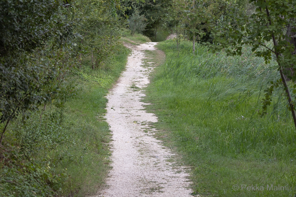 Polku j�rven rannalla